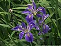 Guy Fanguy - Artist - Photographer - Guy Fanguy - Louisiana - Flowers on the Bayou (7).jpg Size: 66365 - 8